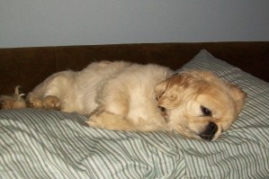 Resting on "Daddy's" pillow in a photo from the past year.
